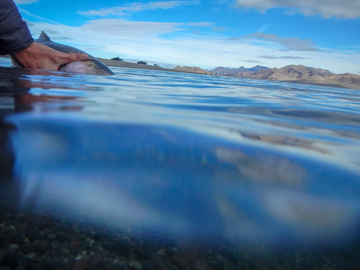 Sustentar o peixe na horizontal até ele nadar sozinho