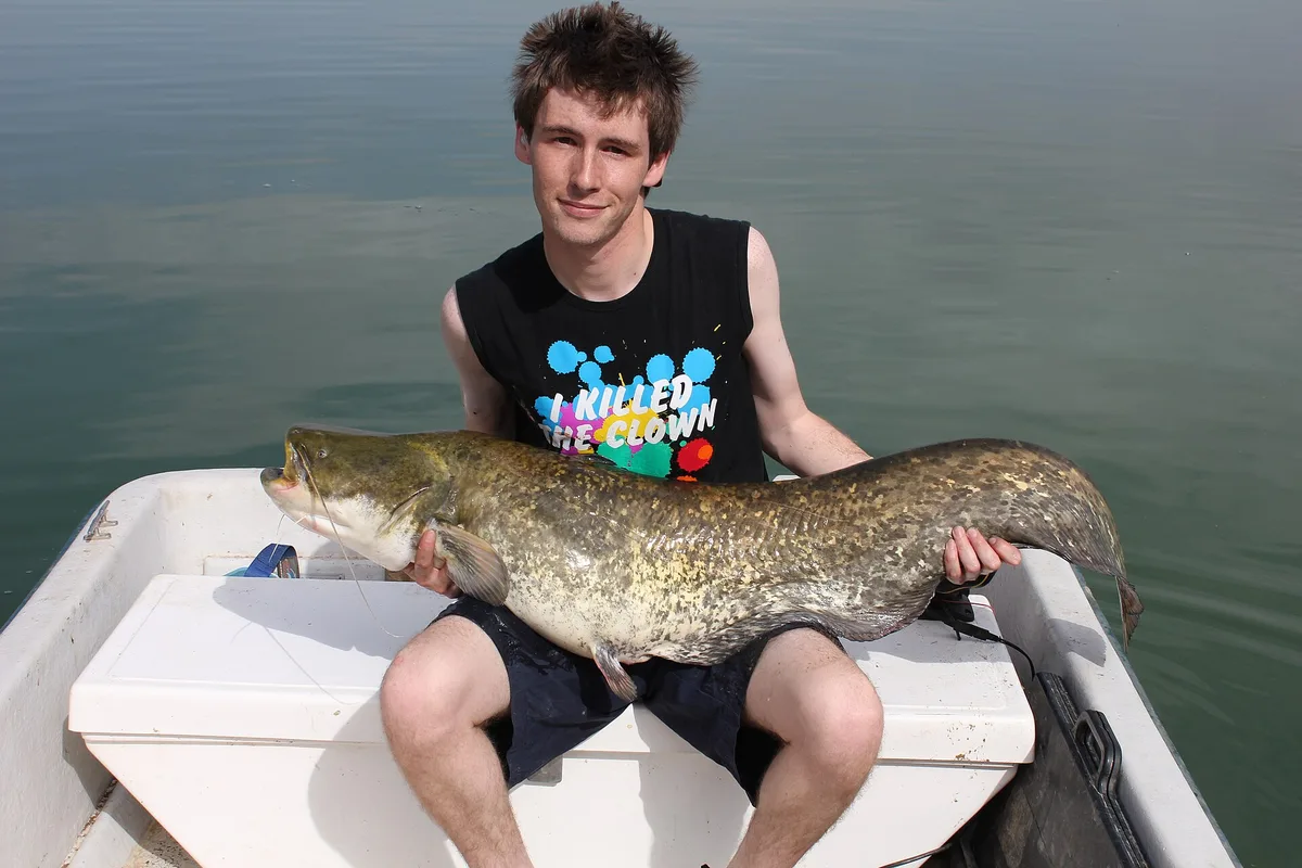 Siluro (Silurus glanis), apanhado no rio Ebro