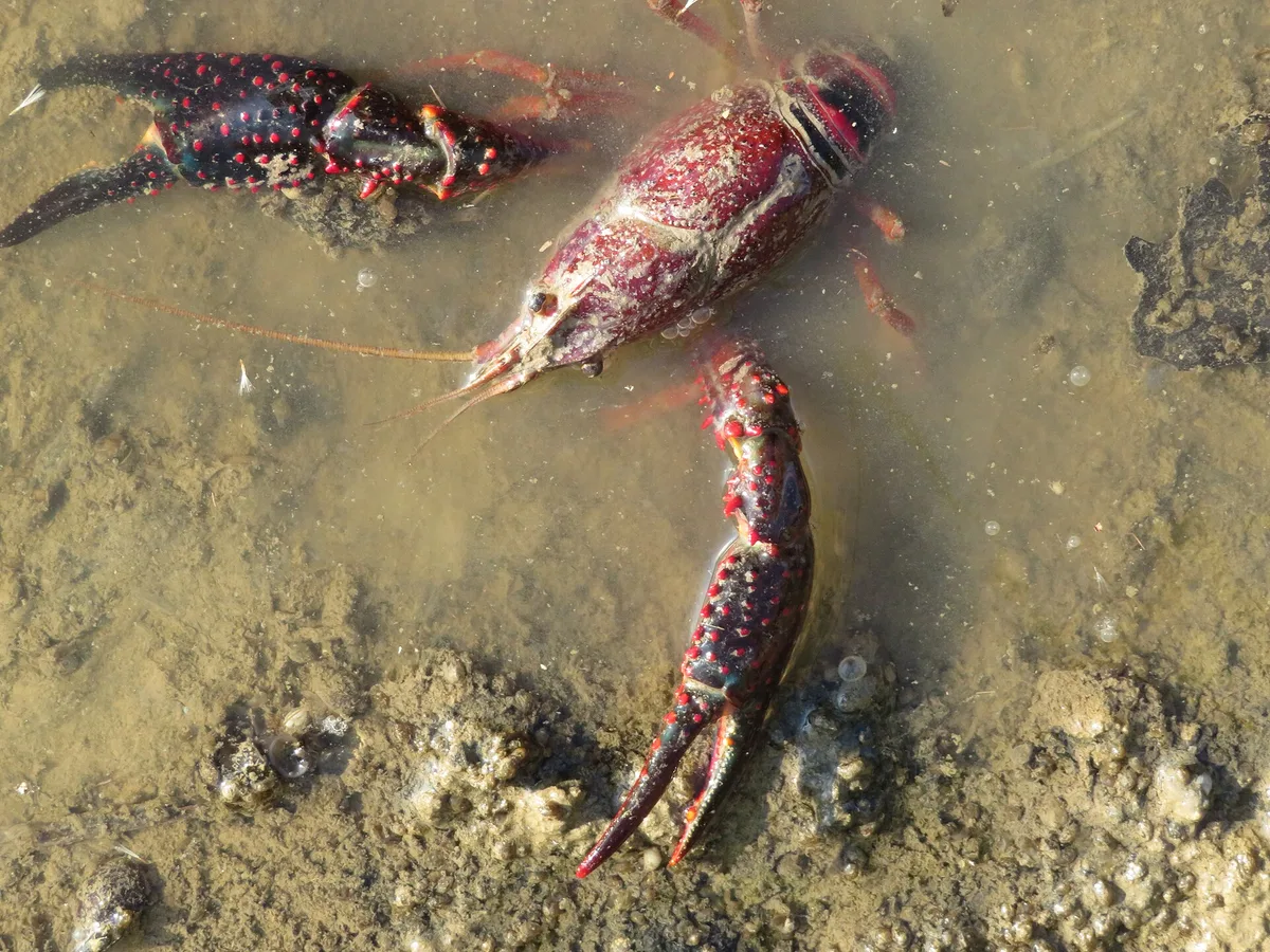 Lagostim-vermelho-do-luisiana (Procambarus clarkii)