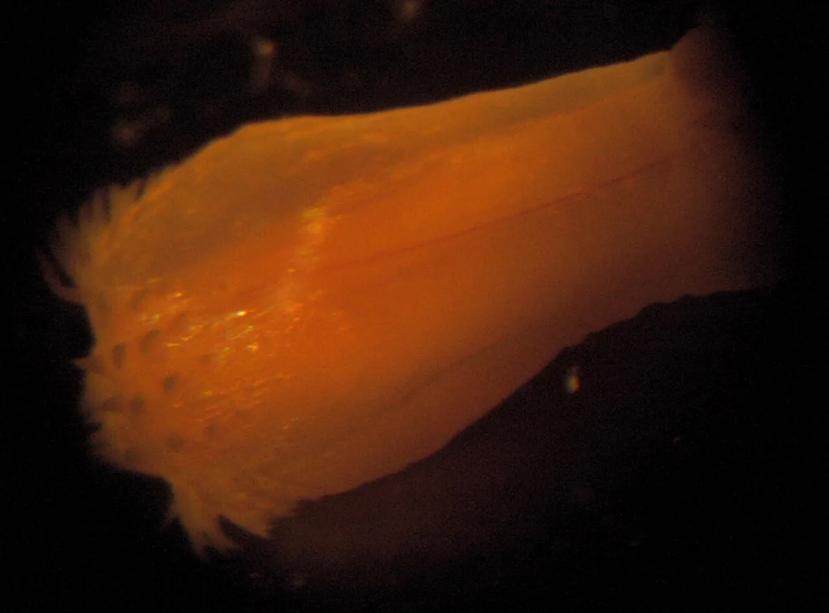 Cabeça de Nephtys com a probóscide (tromba) para fora