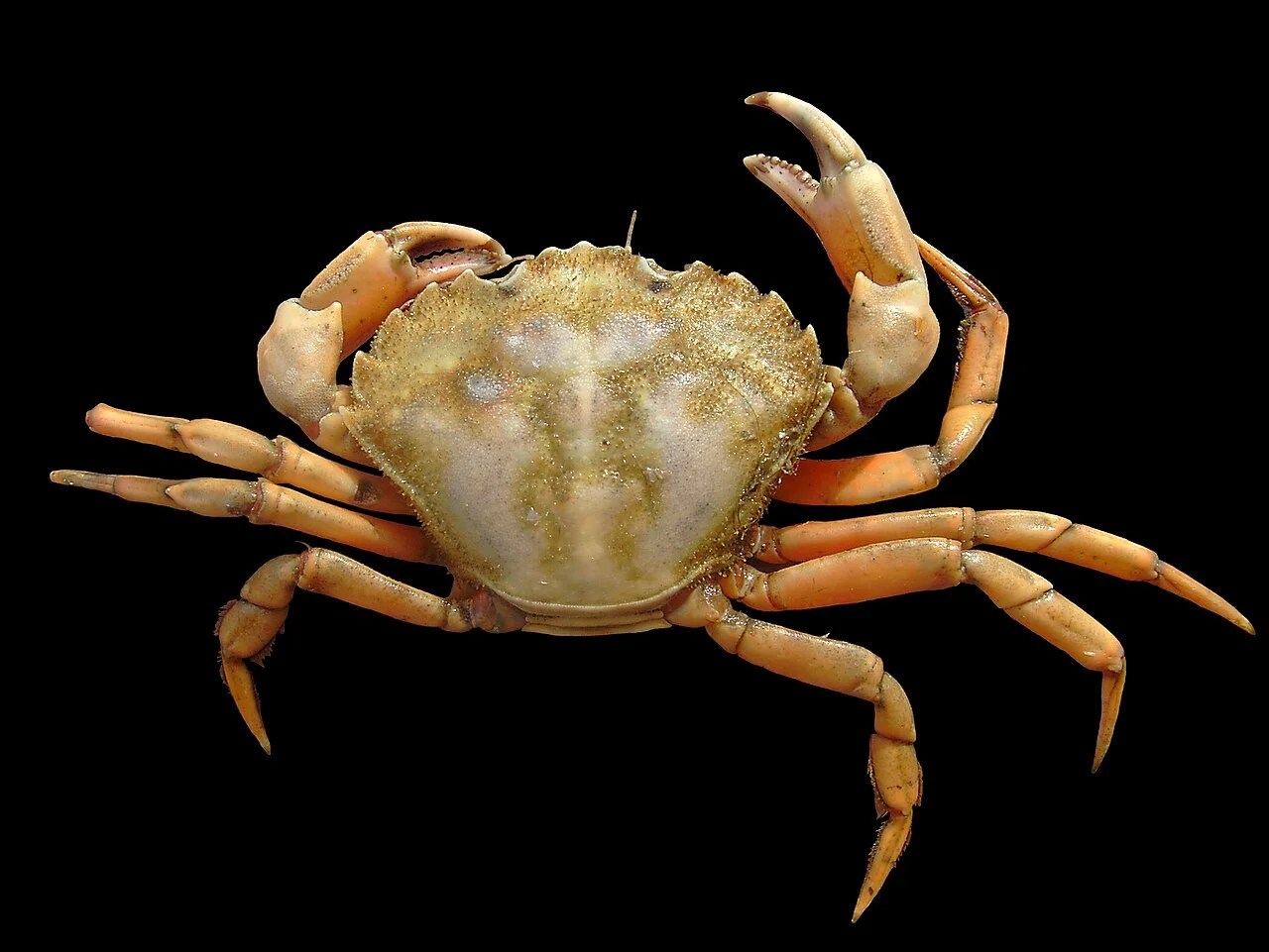 Caranguejo