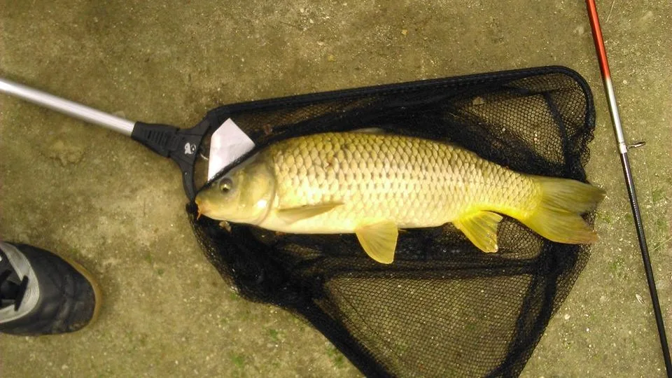 Carpa-comum pescada com pão flutuante