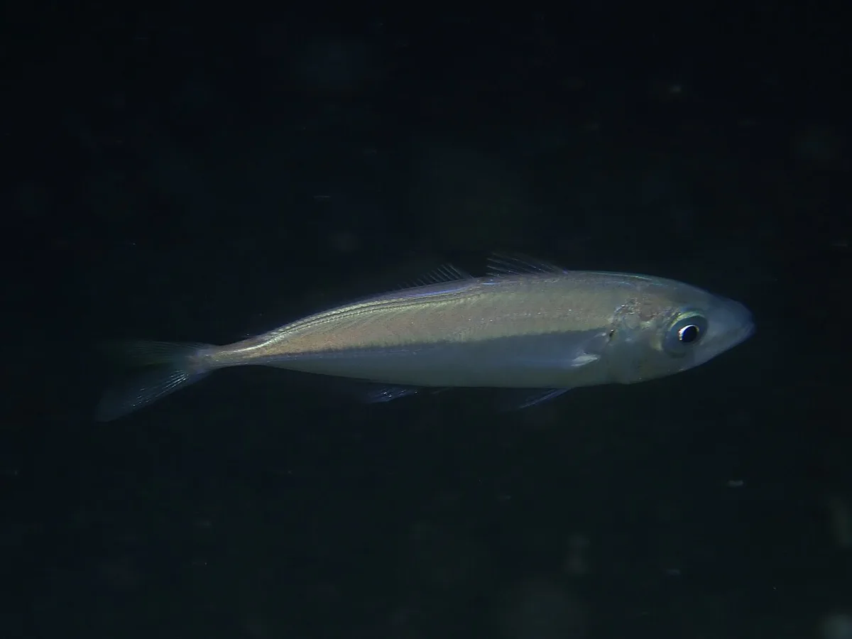 Carapau (Trachurus trachurus) na água