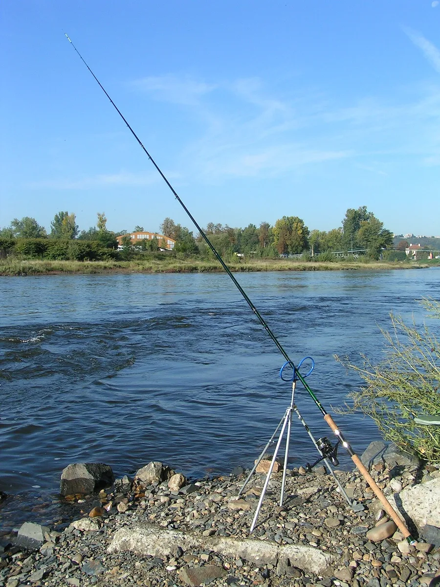Pesca ao feeder num rio, com a cana no suporte e a ponteira a servir de indicador de toque