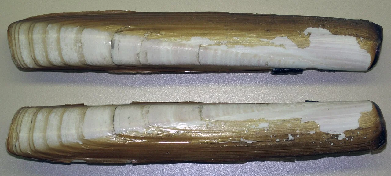 Lingueirão e navalha