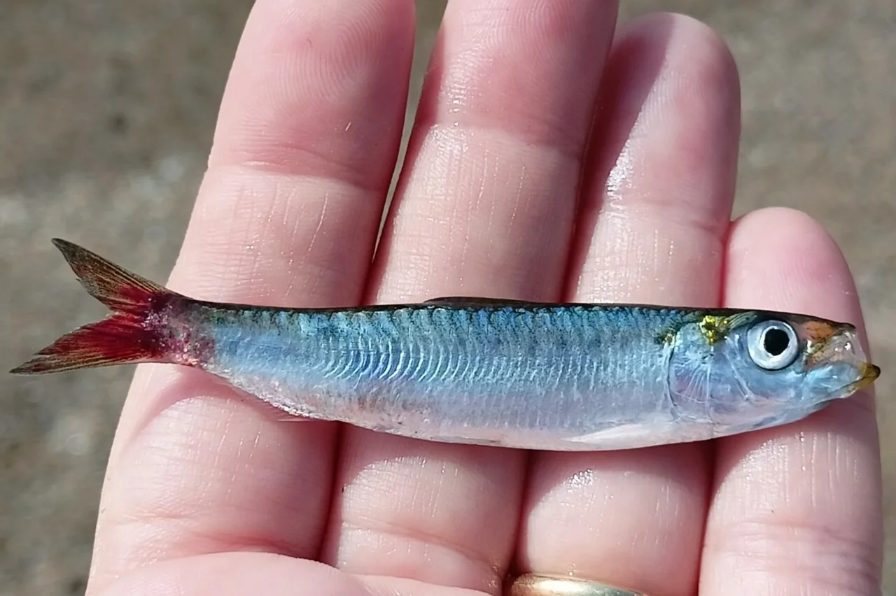 Sardinha