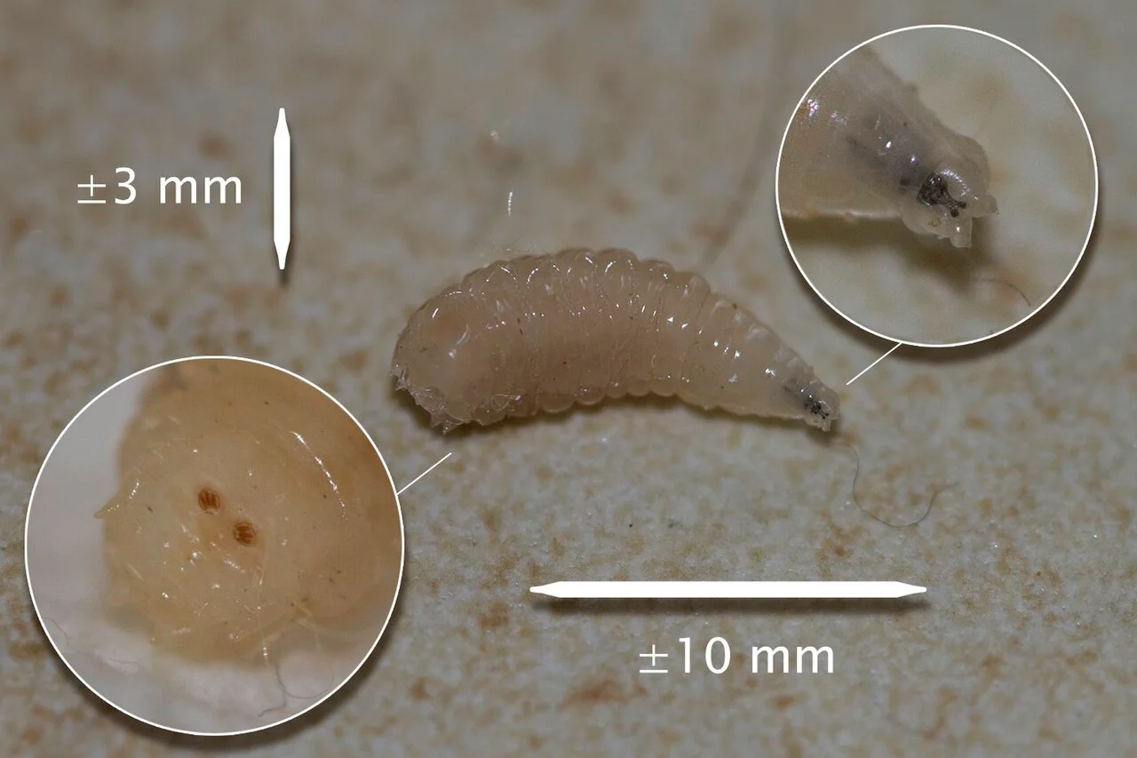 Larvas de mosca (asticot)