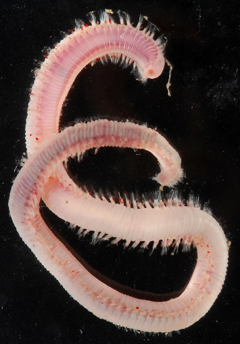 Minhoca-de-sangue (Glycera dibranchiata), com o corpo rosado e anelado