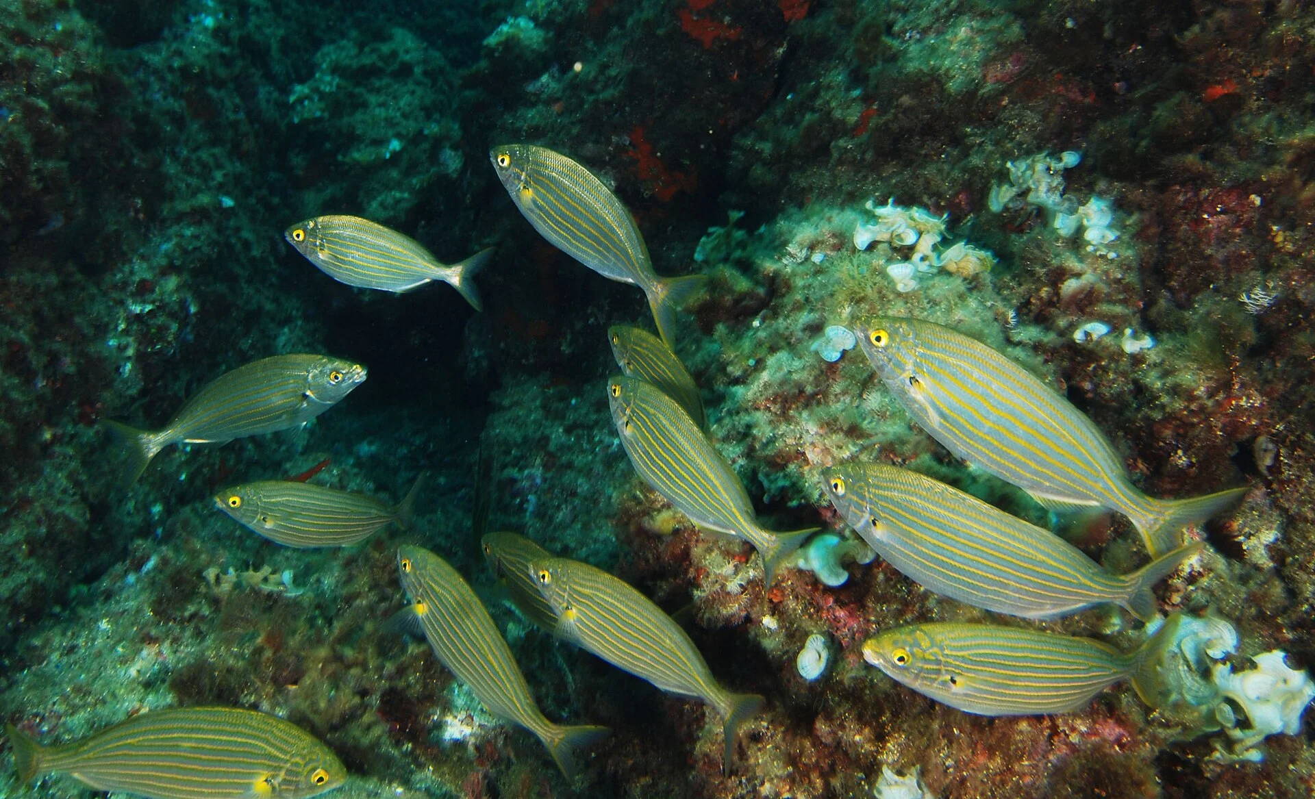 Salema
