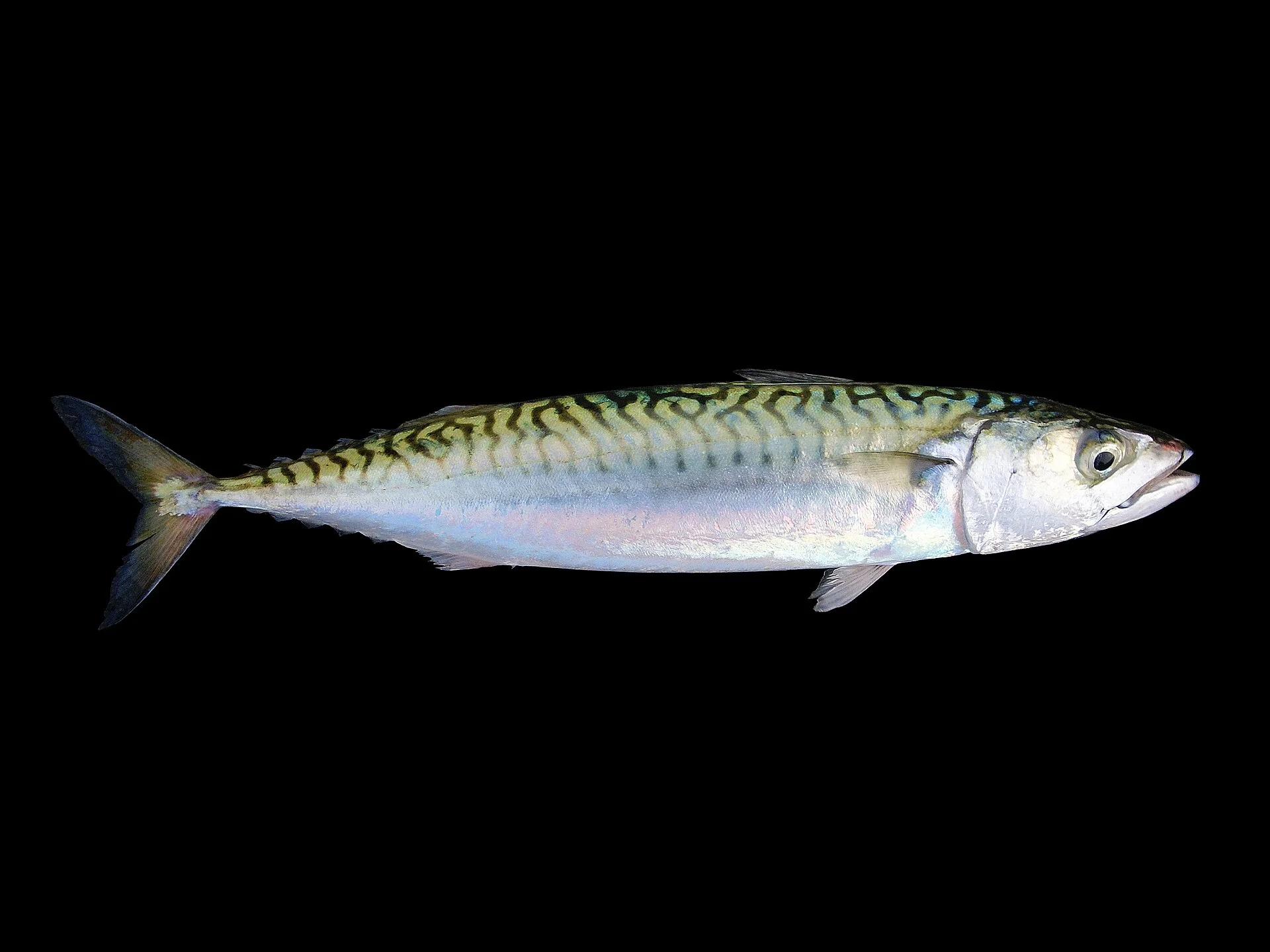 Sarda