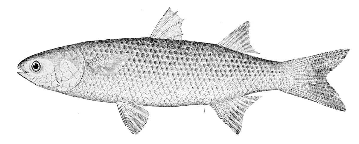 Tainha