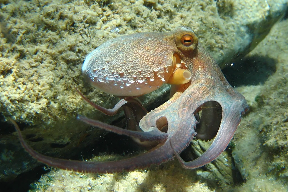 Polvo