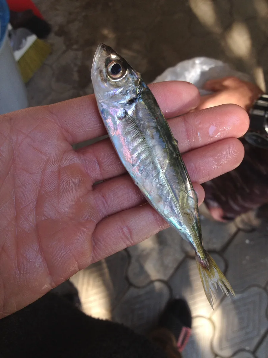 Carapau