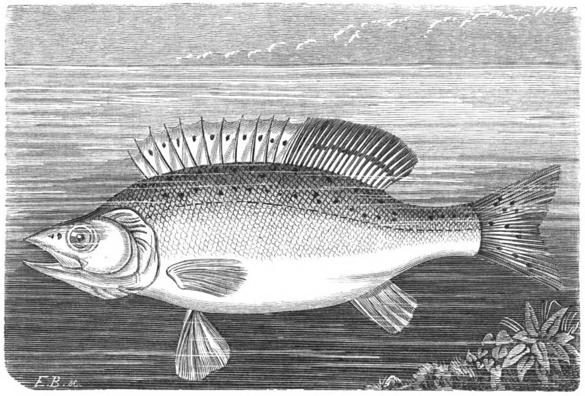 Robalo-baila