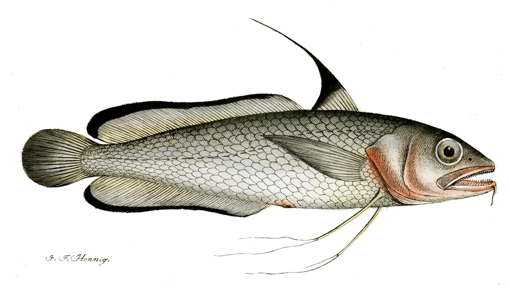 Abrótea