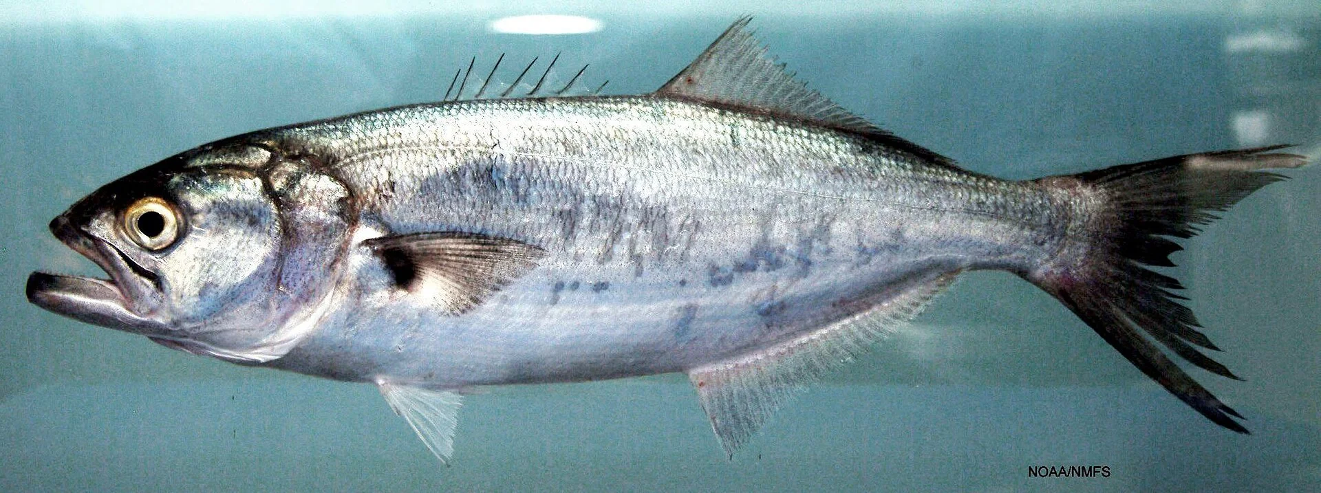 Anchova