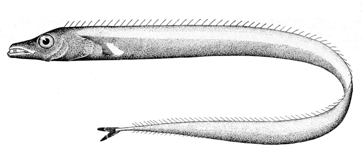 Peixe-espada-branco