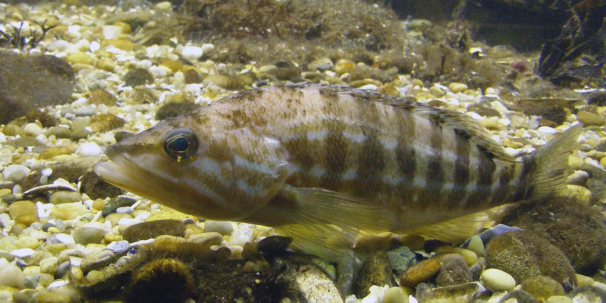 Garoupa