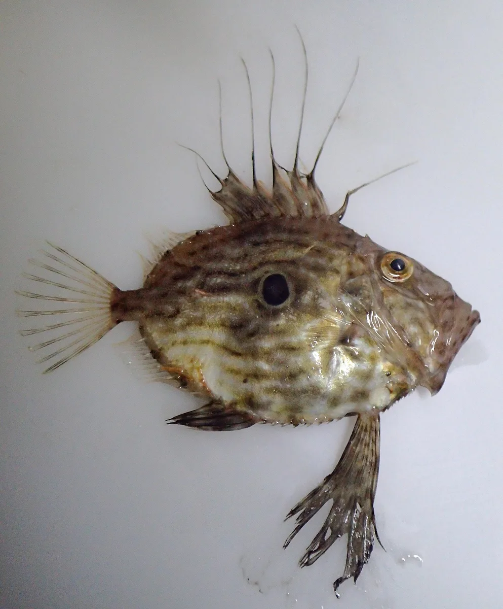 Peixe-galo