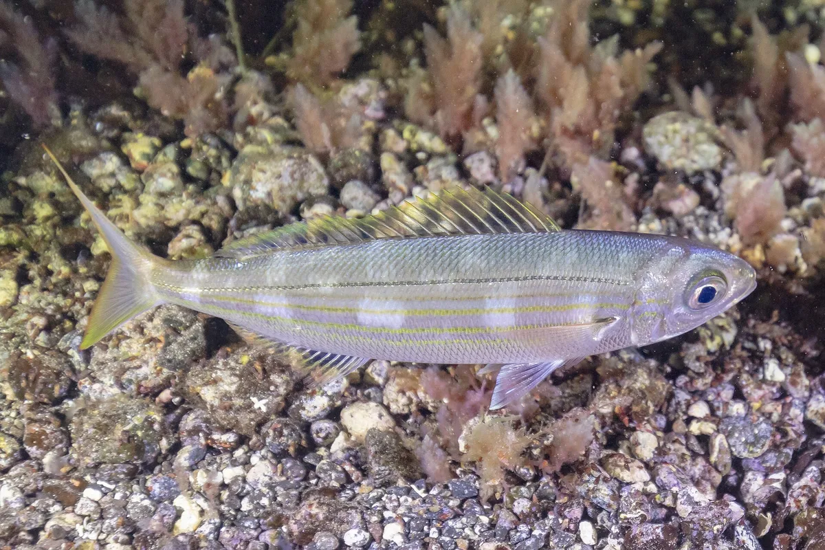 Boga-do-mar