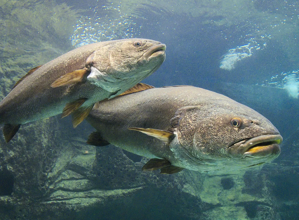 Corvina-legítima