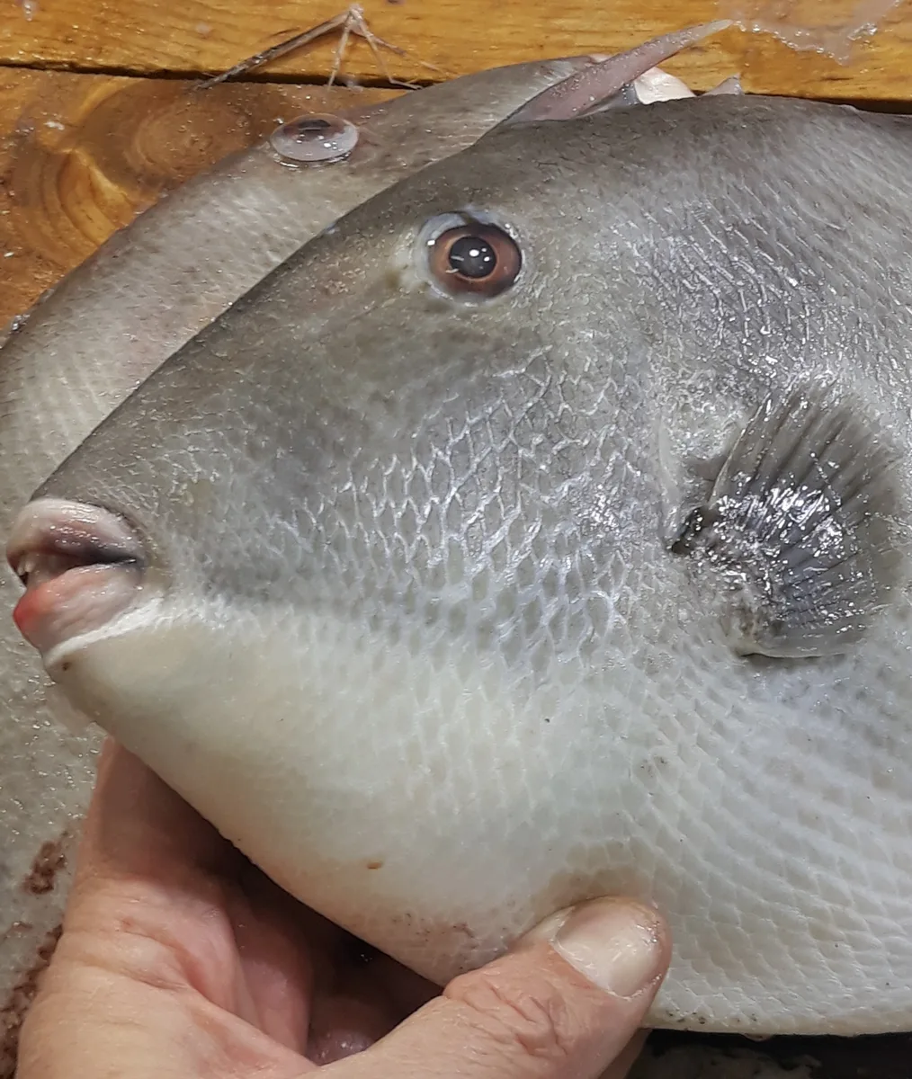 Peixe-porco