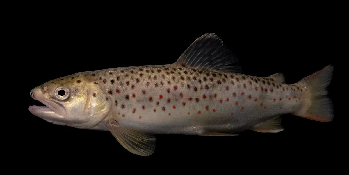 Truta-de-rio