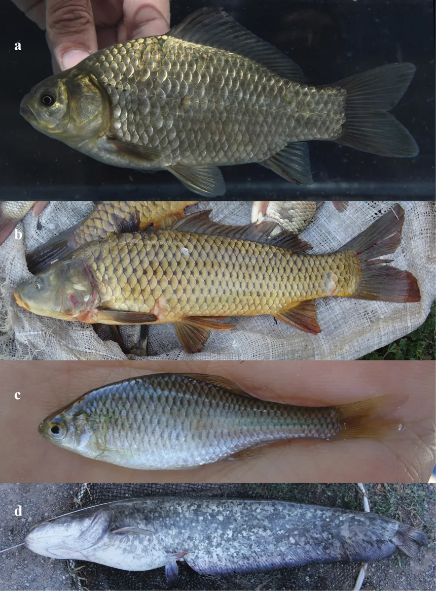 Siluro