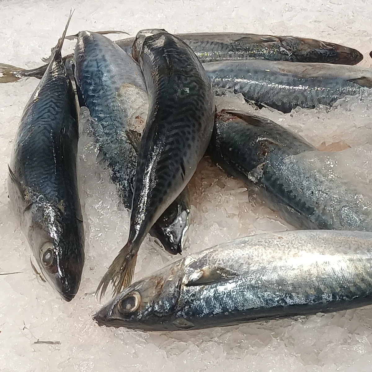 Sarda