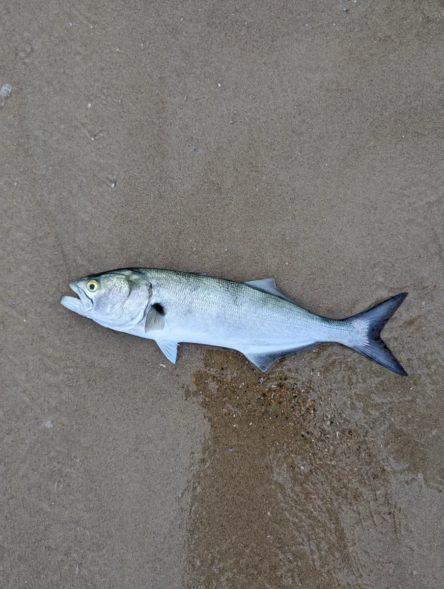 Anchova
