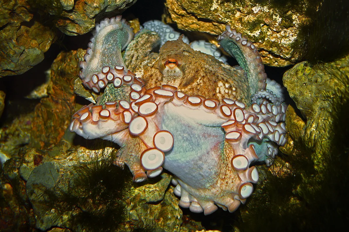 Polvo