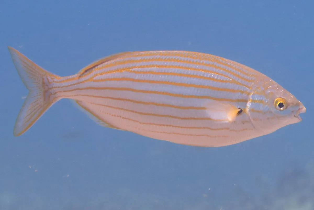 Salema