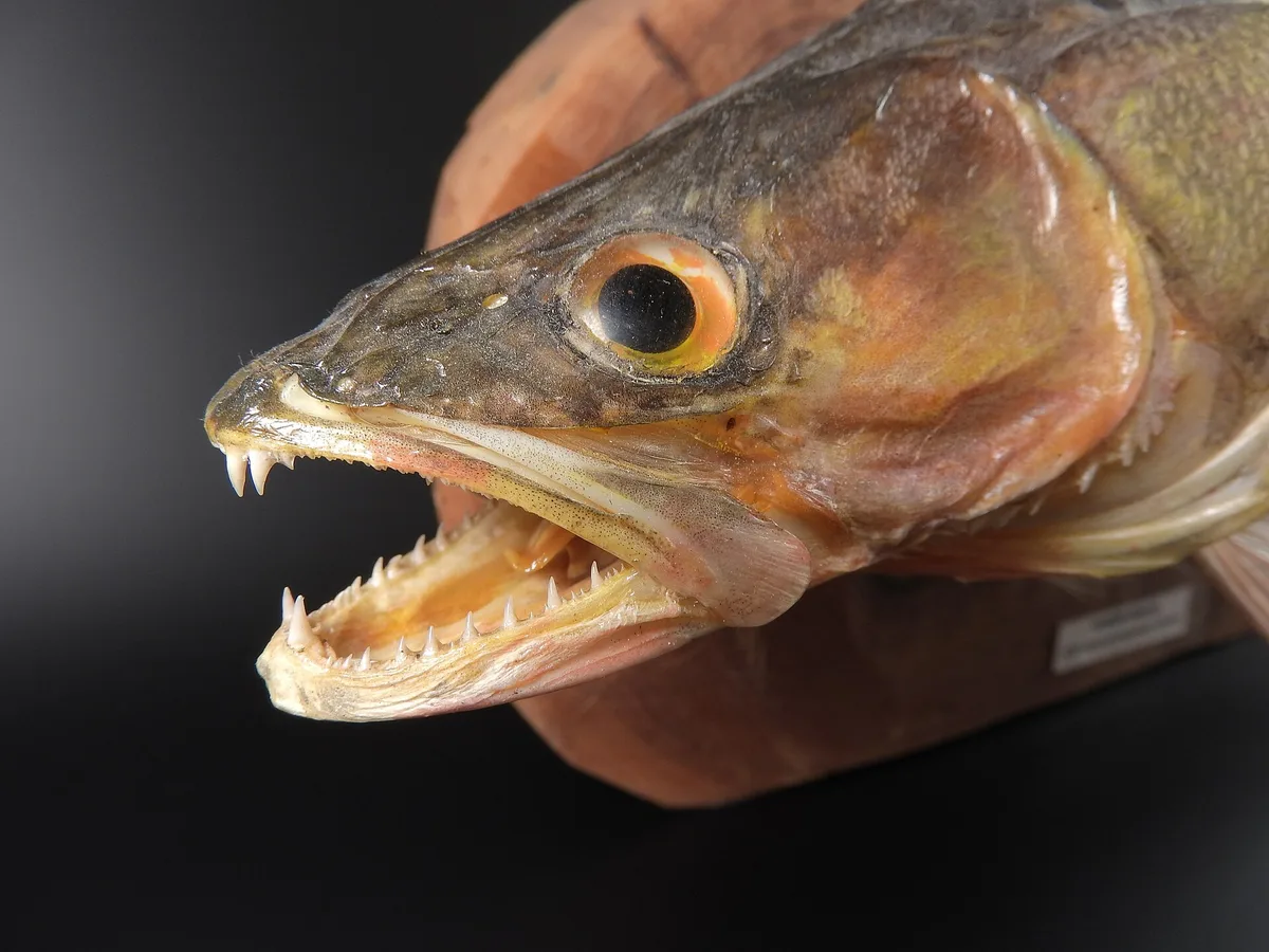 Lucioperca