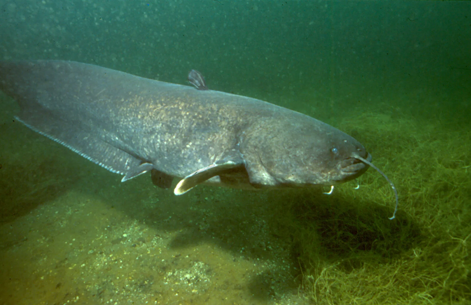 Siluro