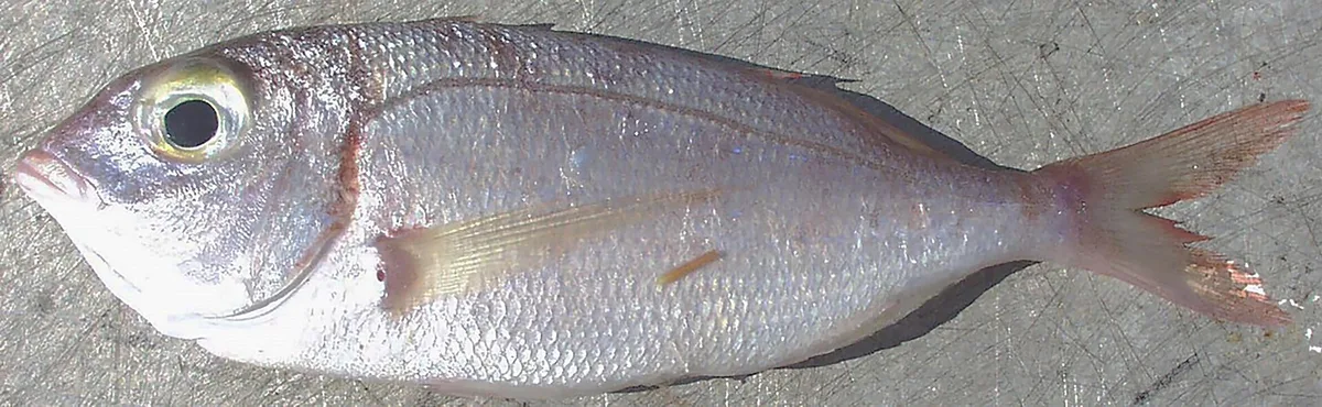 Bica