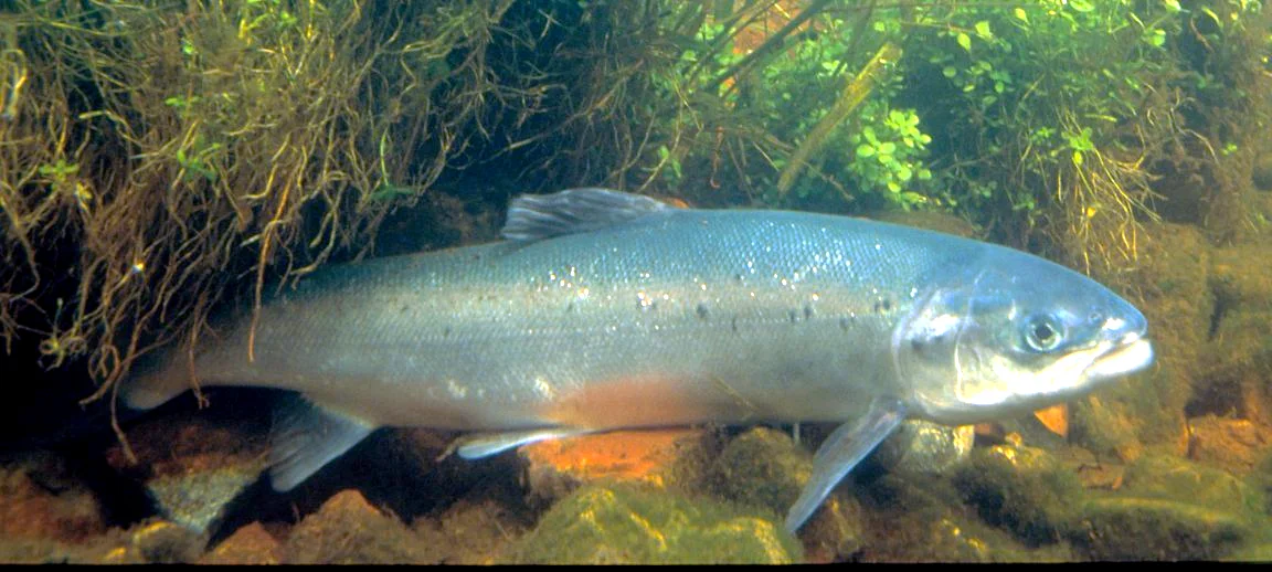 Salmão-do-Atlântico