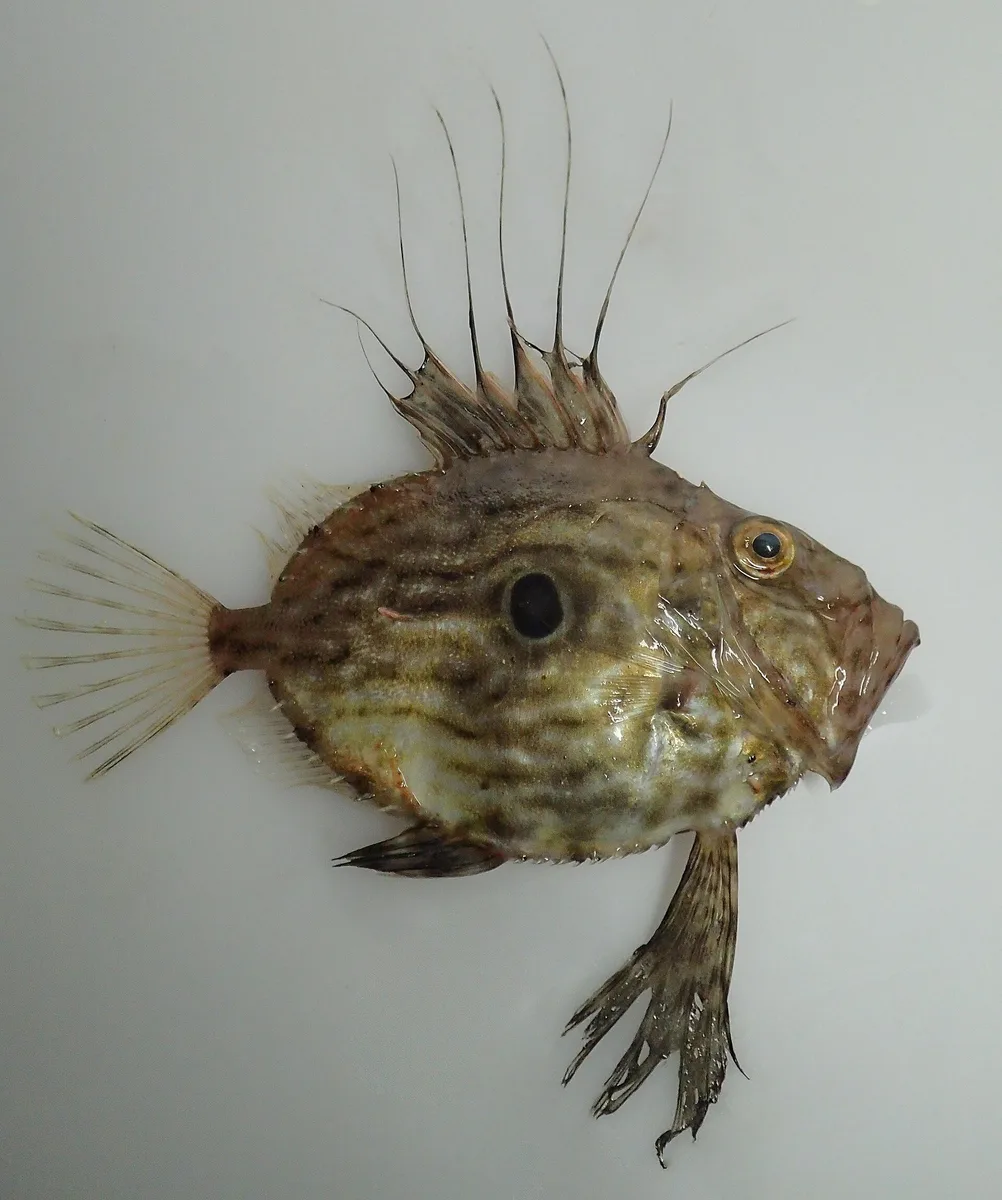 Peixe-galo