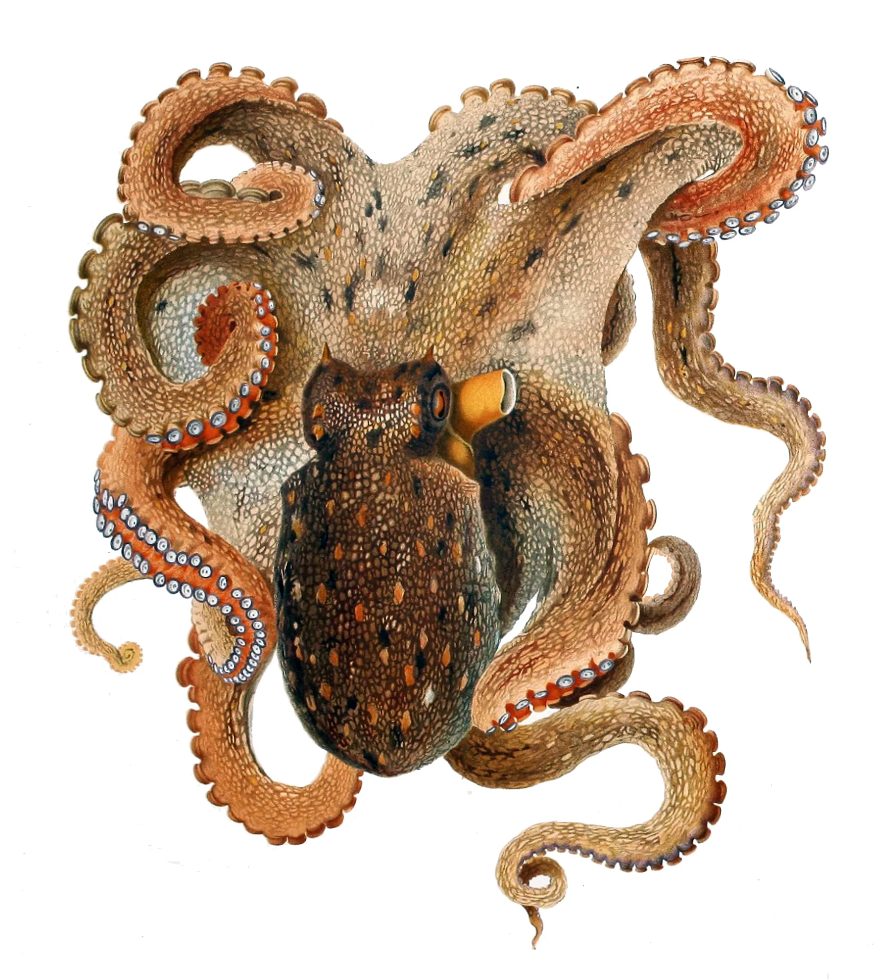 Polvo