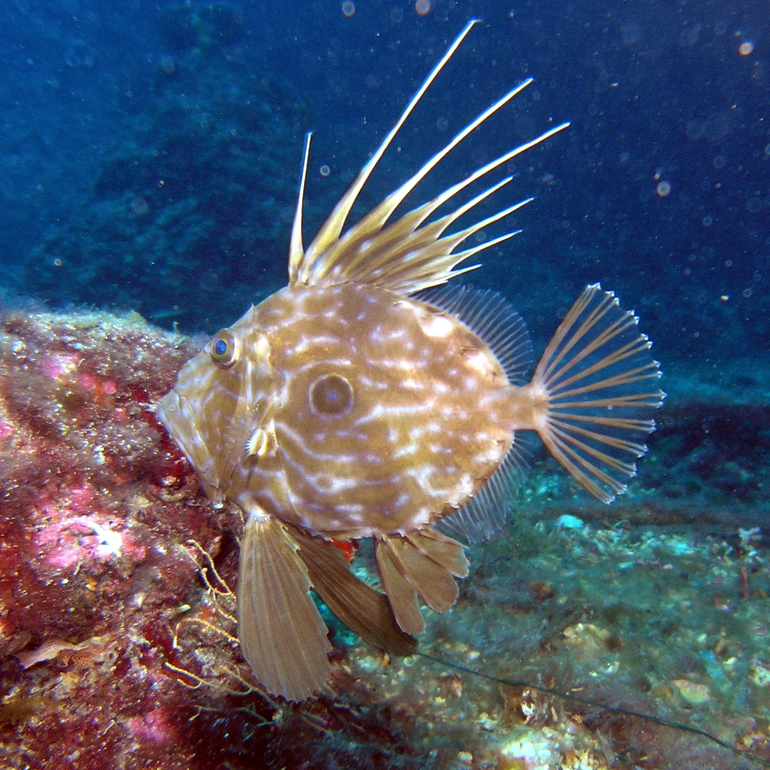 Peixe-galo