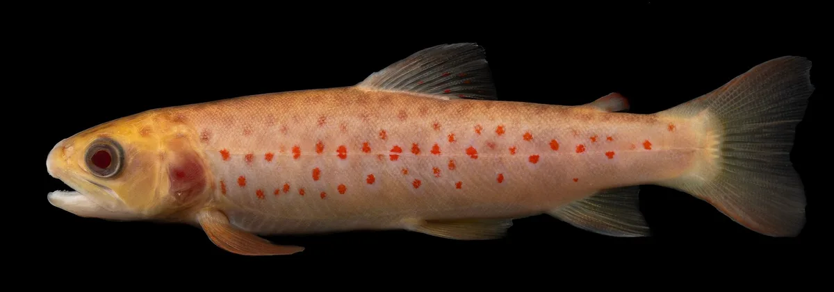 Truta-de-rio