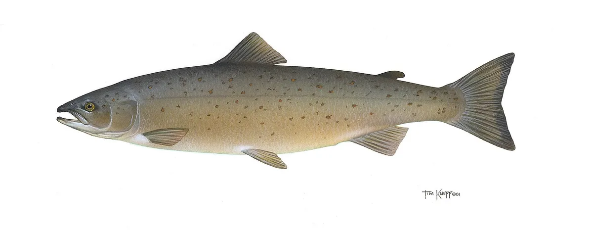 Salmão-do-Atlântico