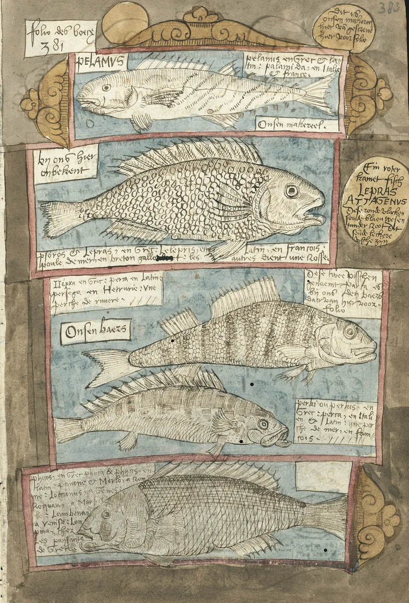 Bonito