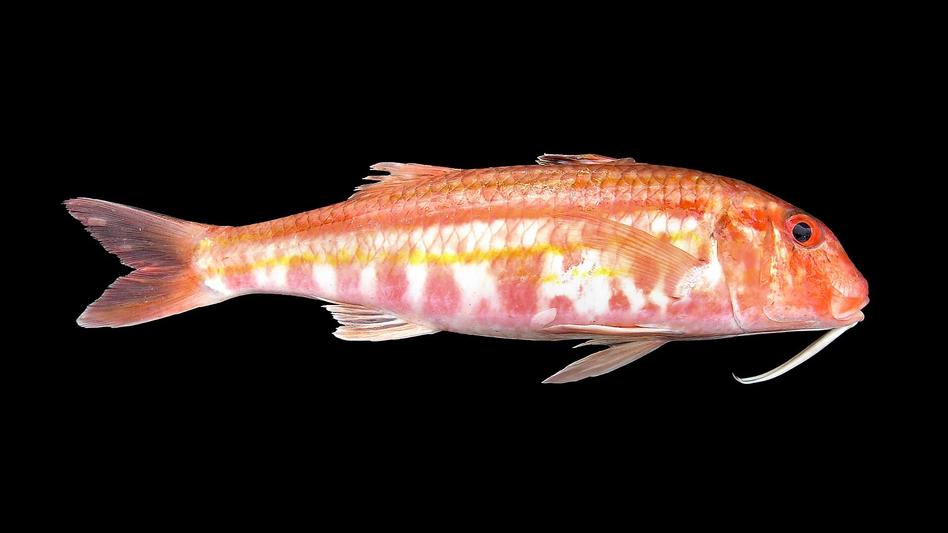 Salmonete-legítimo