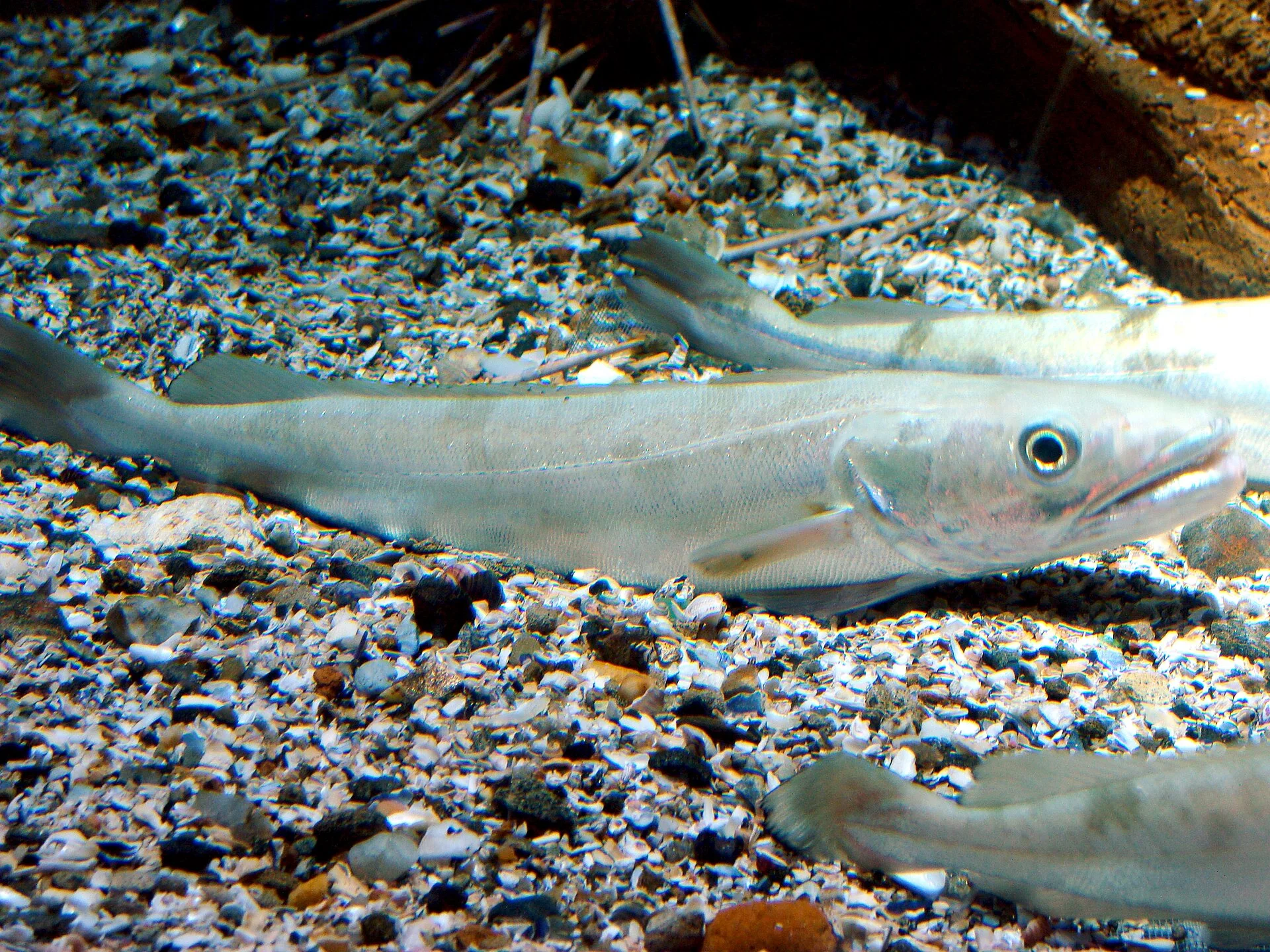 Pescada-branca