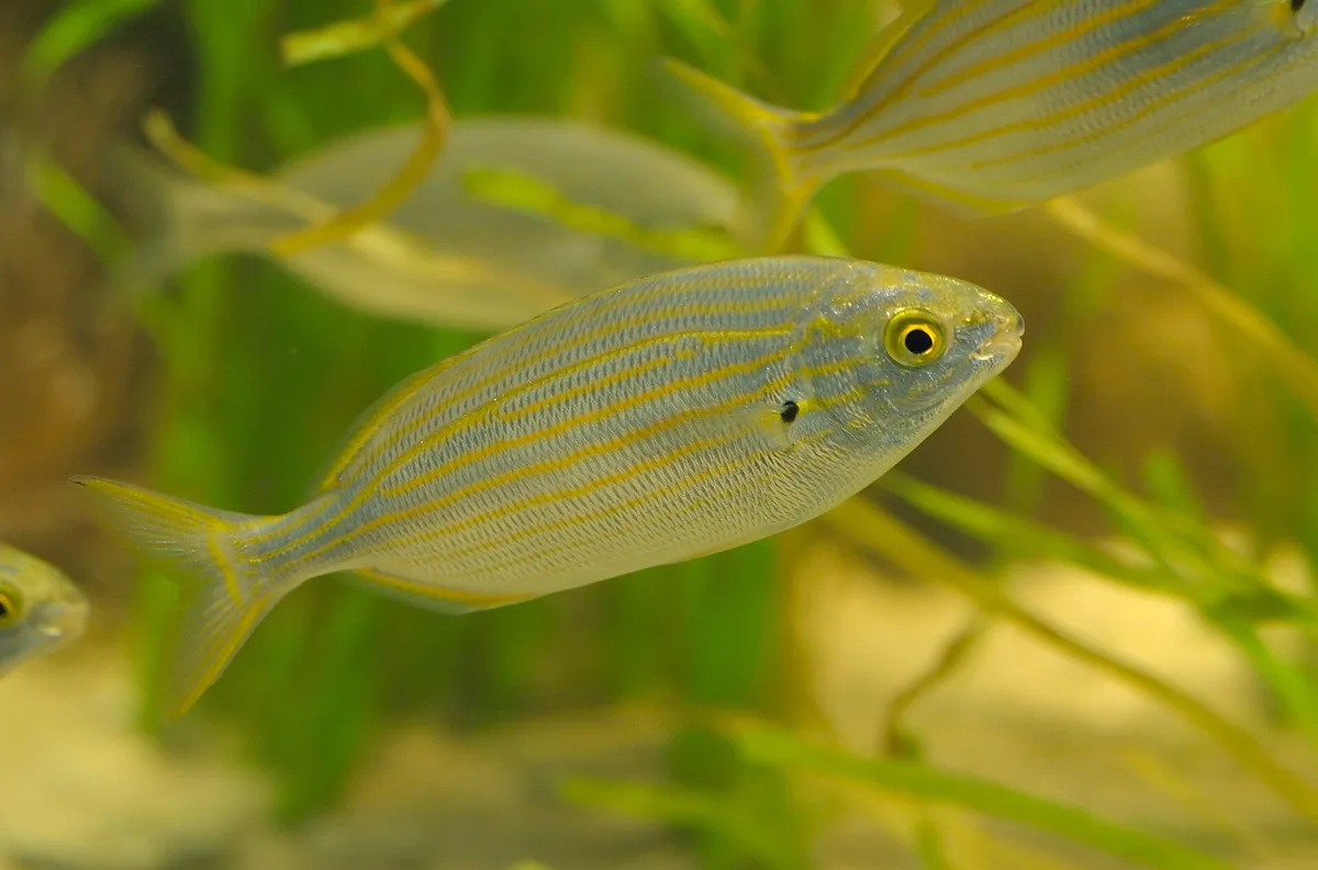Salema
