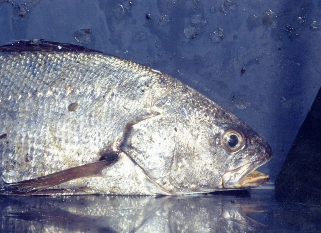 Corvina-legítima
