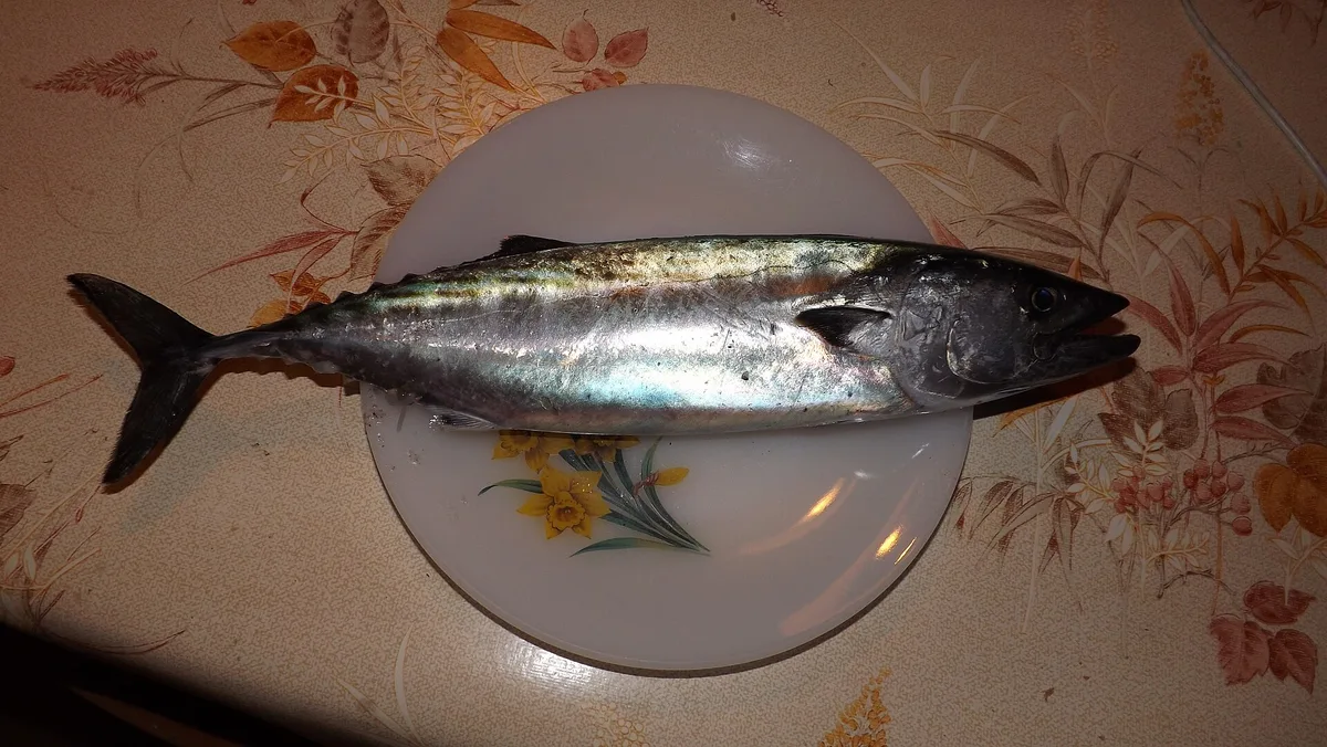 Bonito
