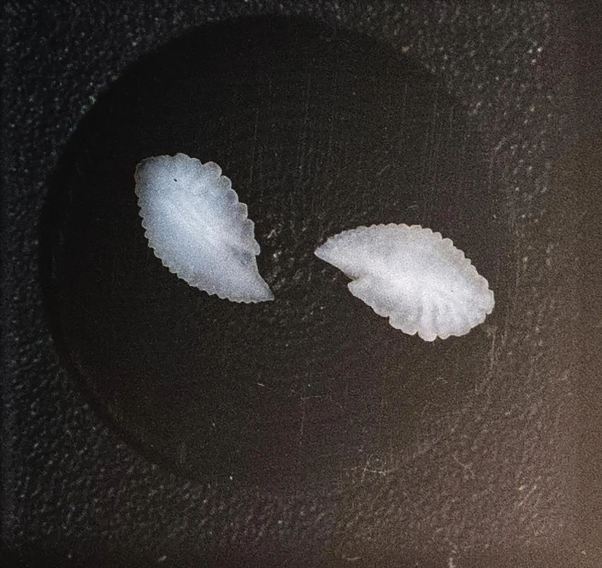 Carapau