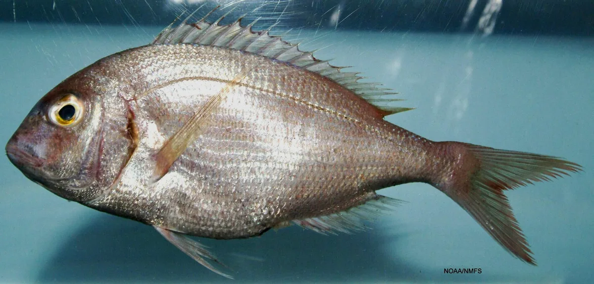 Pargo-legítimo