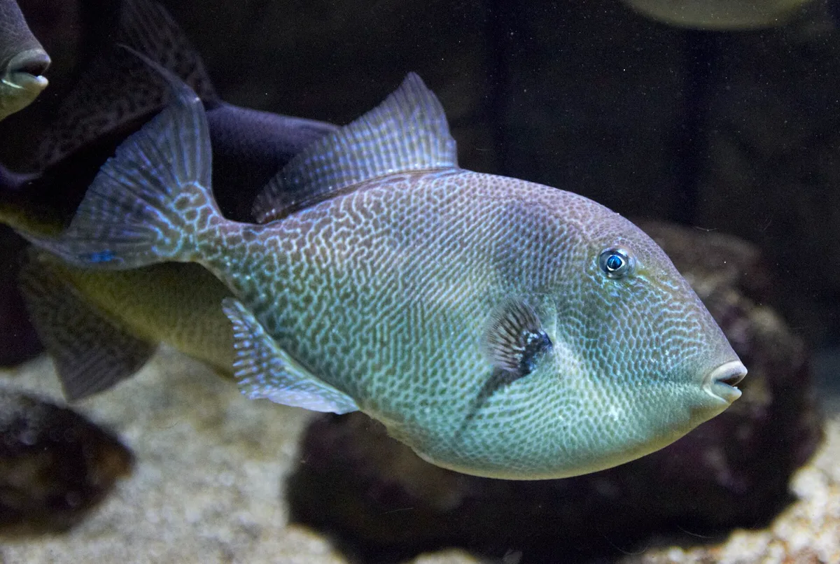 Peixe-porco